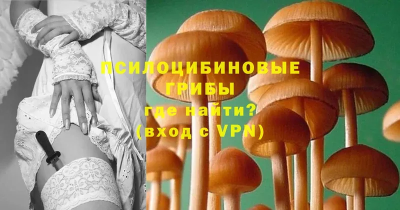 Галлюциногенные грибы мицелий Верея